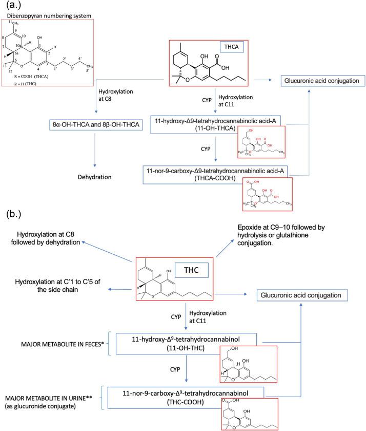 Dosing ⁢Recommendations for Optimal ⁢Experience with⁤ THCA Products