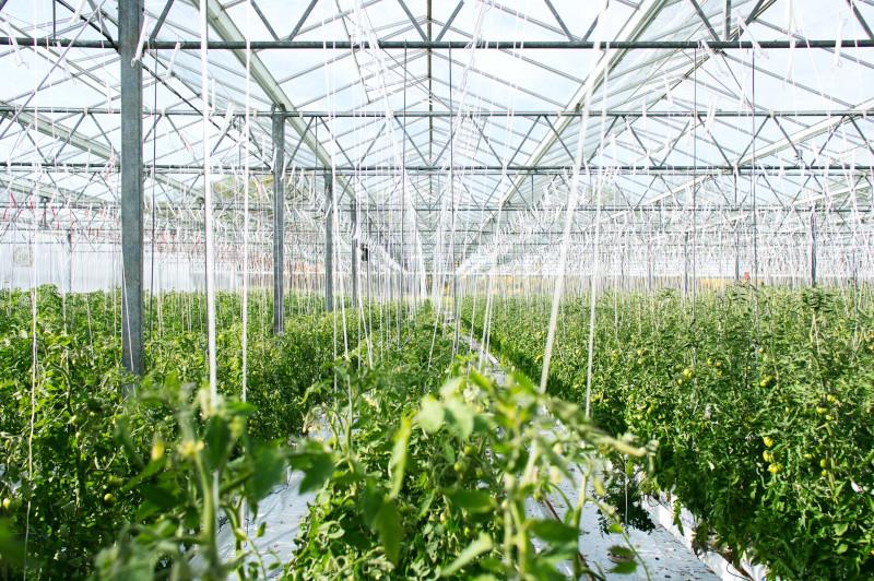 Cultivation Techniques ⁤for ⁣Optimal‍ Yield