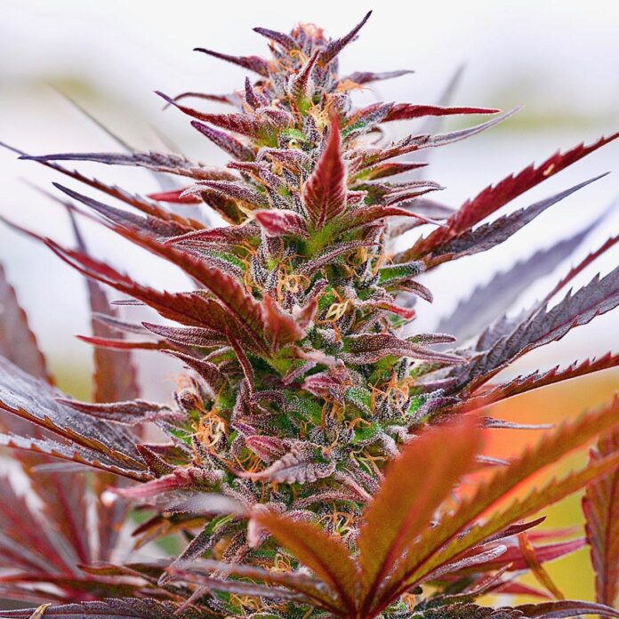 puffin thc