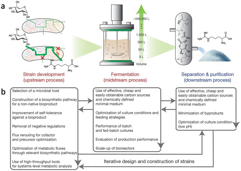 The Role of‌ Strain‌ Selection in Rosin and ​Hash⁢ Quality