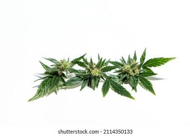 The Role​ of Fresh-Cut Cannabis in Live Resin Production