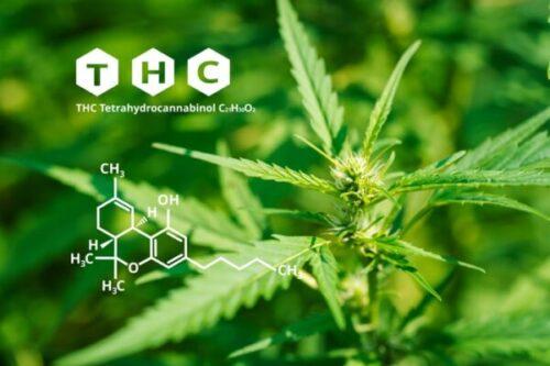 Exploring⁤ the‌ Benefits of Hemp THCA for Wellness