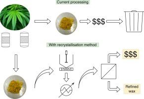 Exploring the Extraction Methods of THCA Concentrate