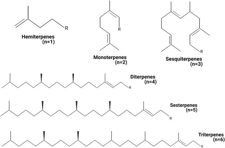 Flavor and aroma: ‍The Influence of Terpenes on⁤ Experience