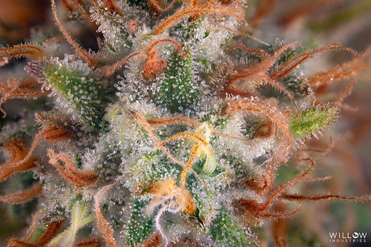 The Role​ of Terpenes: How Flavor Profiles Influence‍ Effects