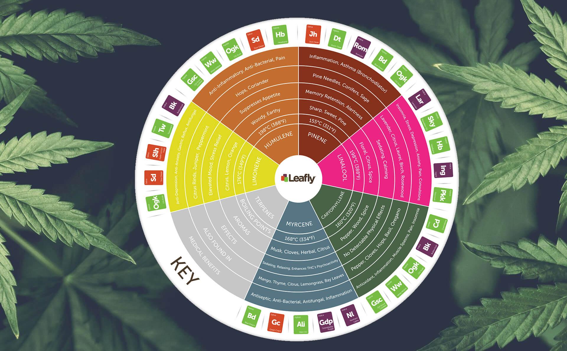 Flavor ‍Profiles: Unveiling the ‍Terpenes in Rosin⁢ THC Carts