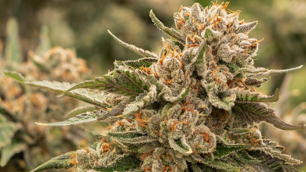 The Science Behind Indica Strains and Their‍ Relaxing Effects