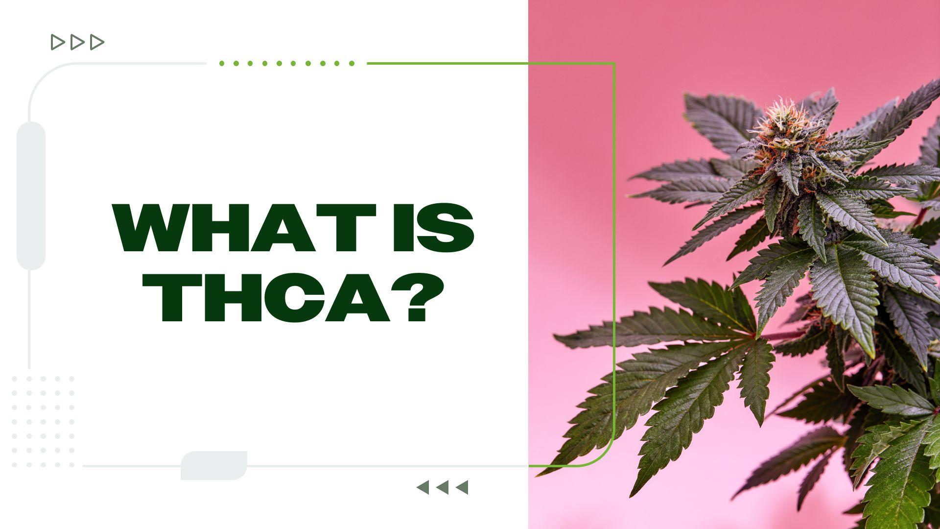 The ⁣Non-Psychoactive Benefits of THCA: Exploring⁢ Its Therapeutic Potential