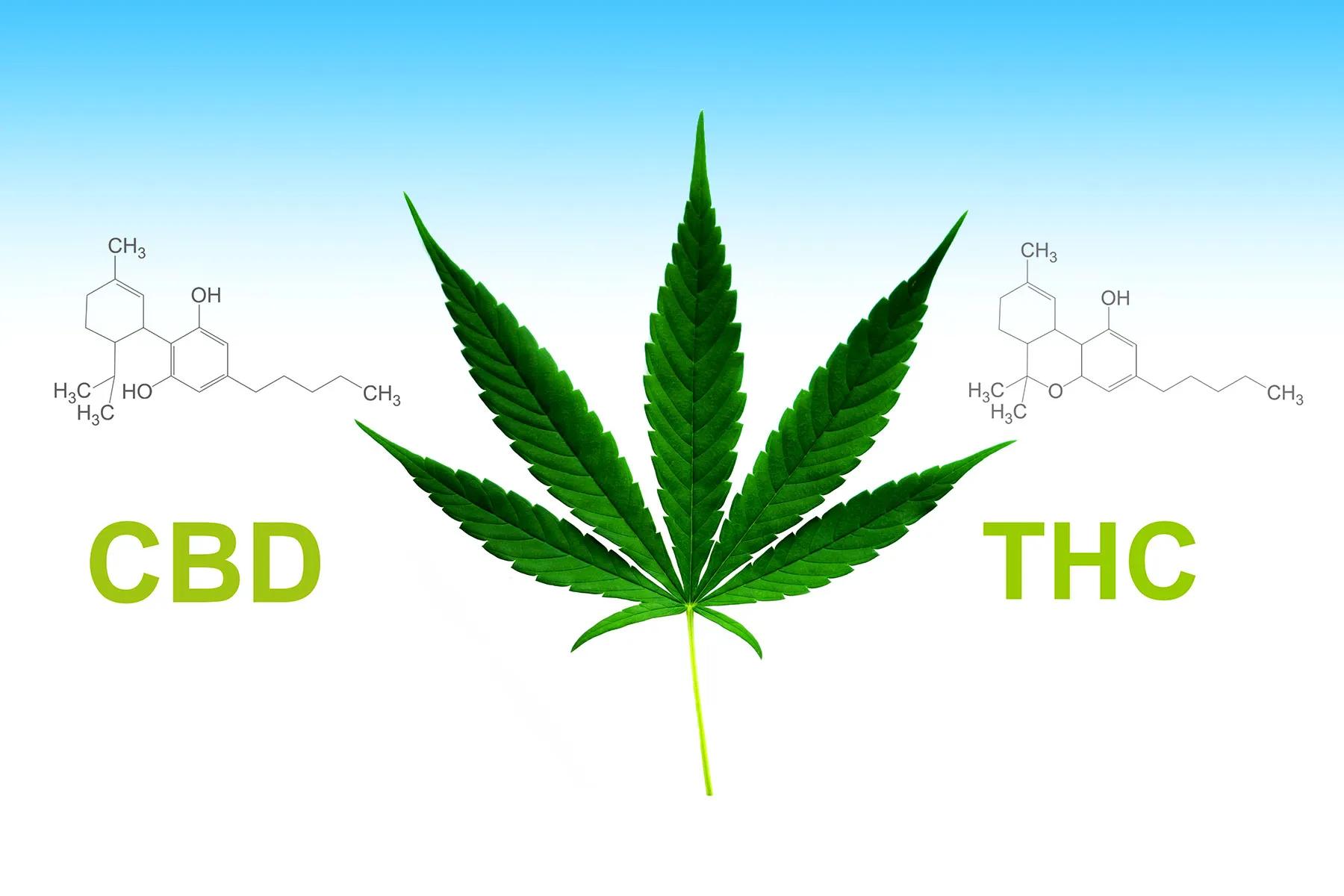 balancing THC with Other ‌Cannabinoids for ‌Optimal Effects