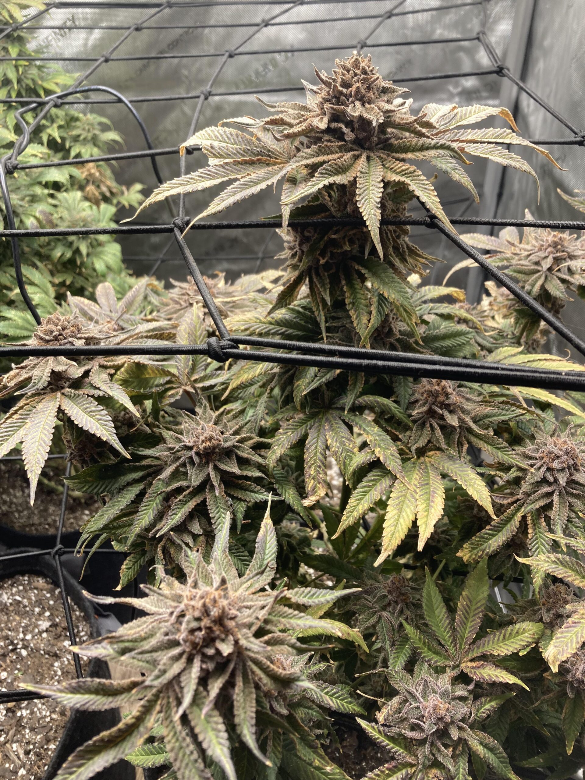 Best Practices​ for consumption: Enjoying torch THC live Resin‌ Safely