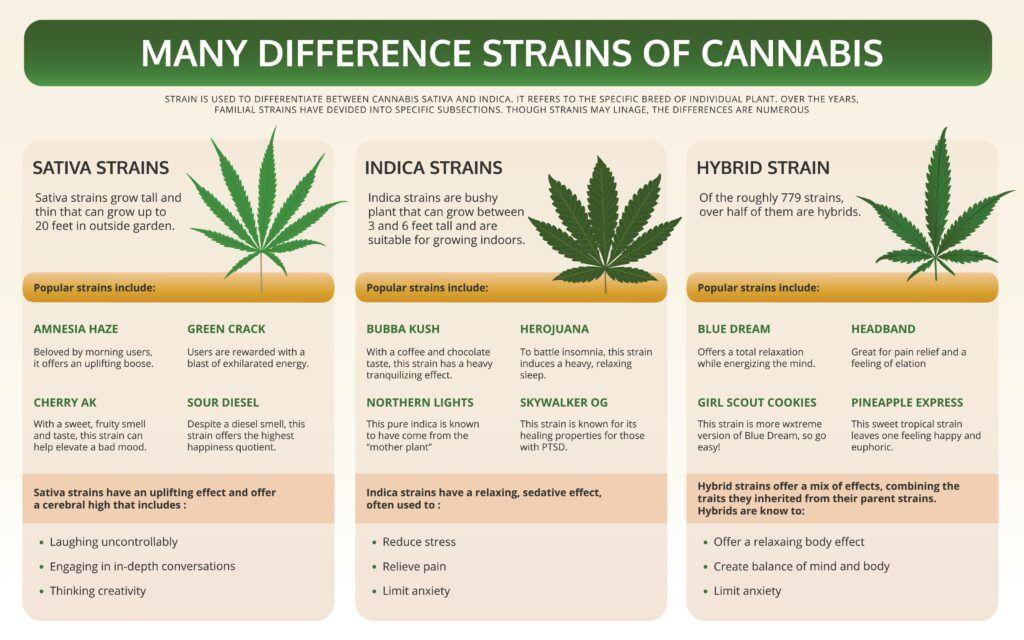 The Role of Quality Cannabis: Choosing the Right ⁣Strains for Optimal Rosin