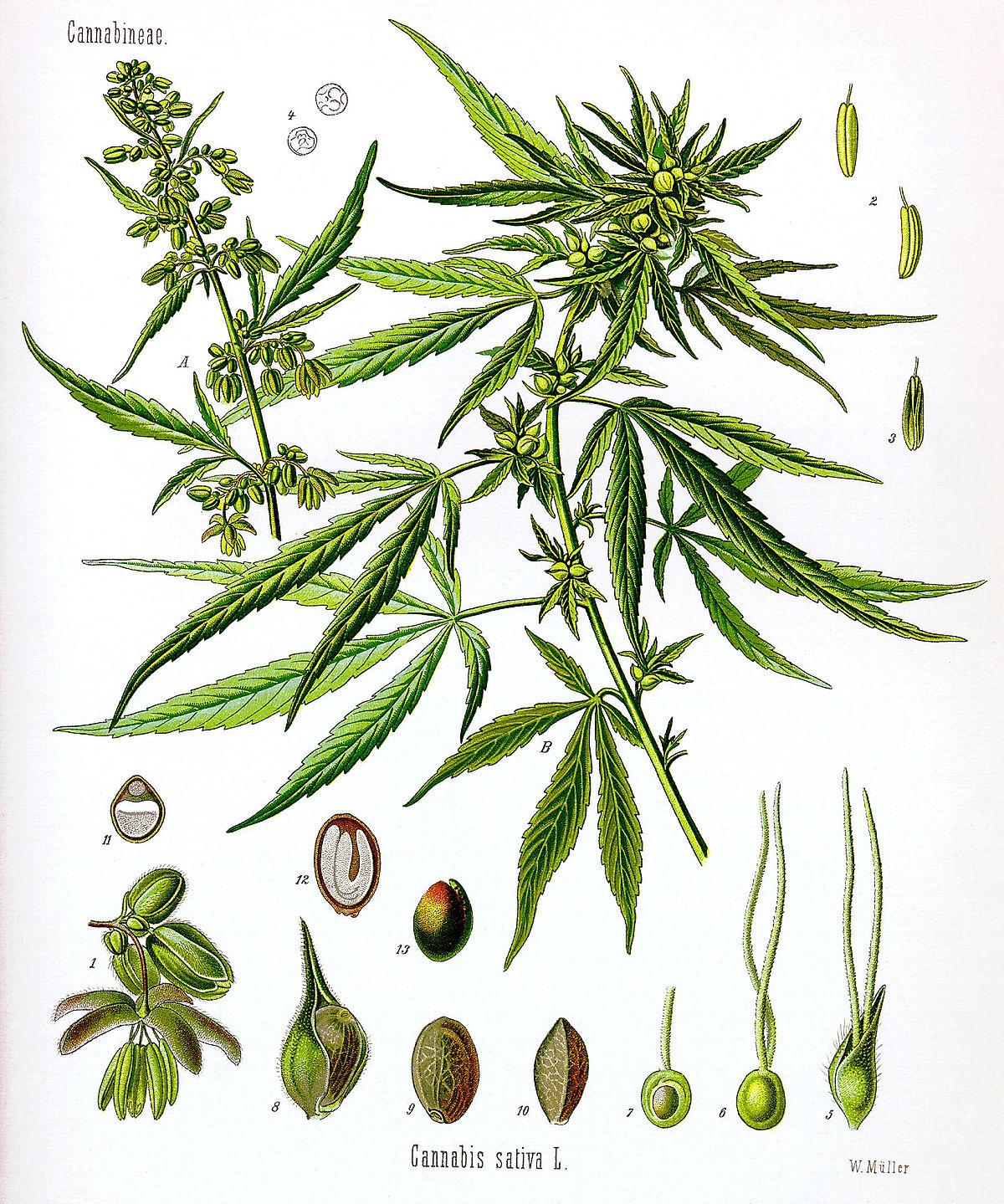 Sativa vs. Indica: Decoding the Cannabis Strain ⁣Basics