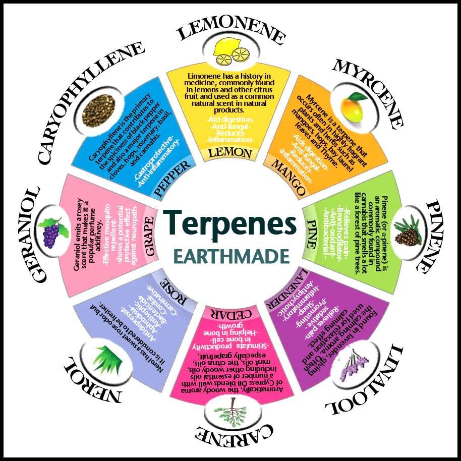 Unveiling⁤ the Role of​ Terpenes in Rosin Extraction