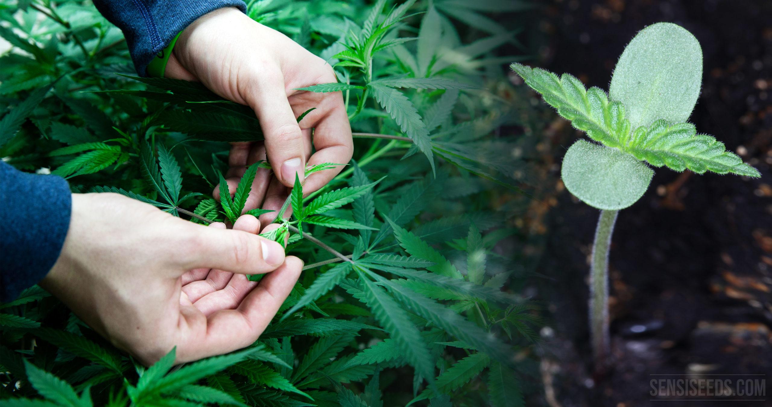 The Role of Strain Genetics ⁢in Determining THC Levels