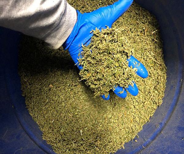 Understanding ​the ‍Nutritional Profile of Hemp Trim
