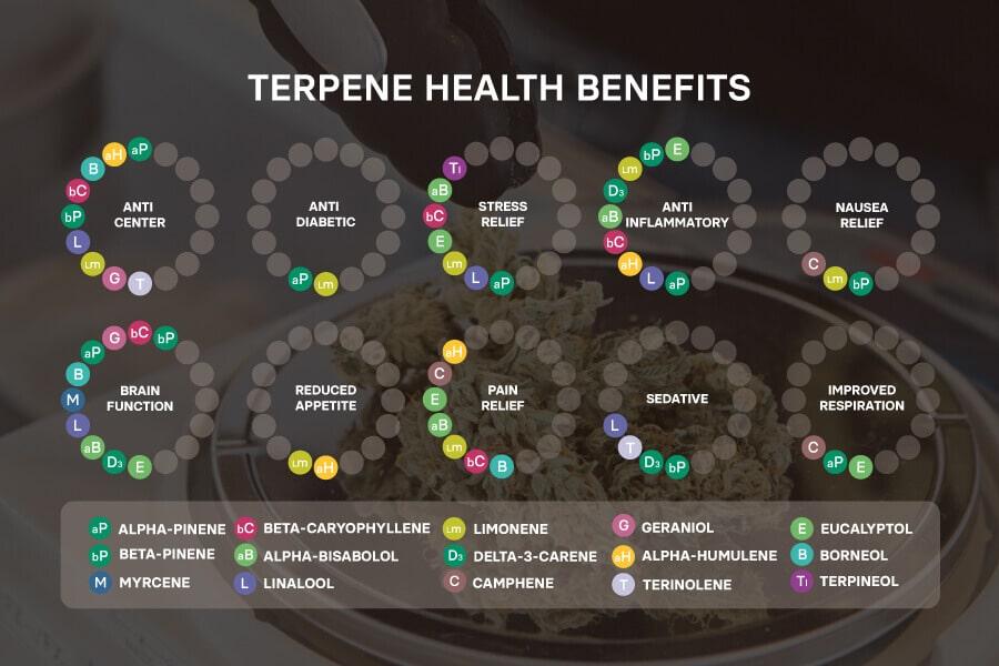 Exploring the​ Terpene Profiles of THCA Live Hash Rosin