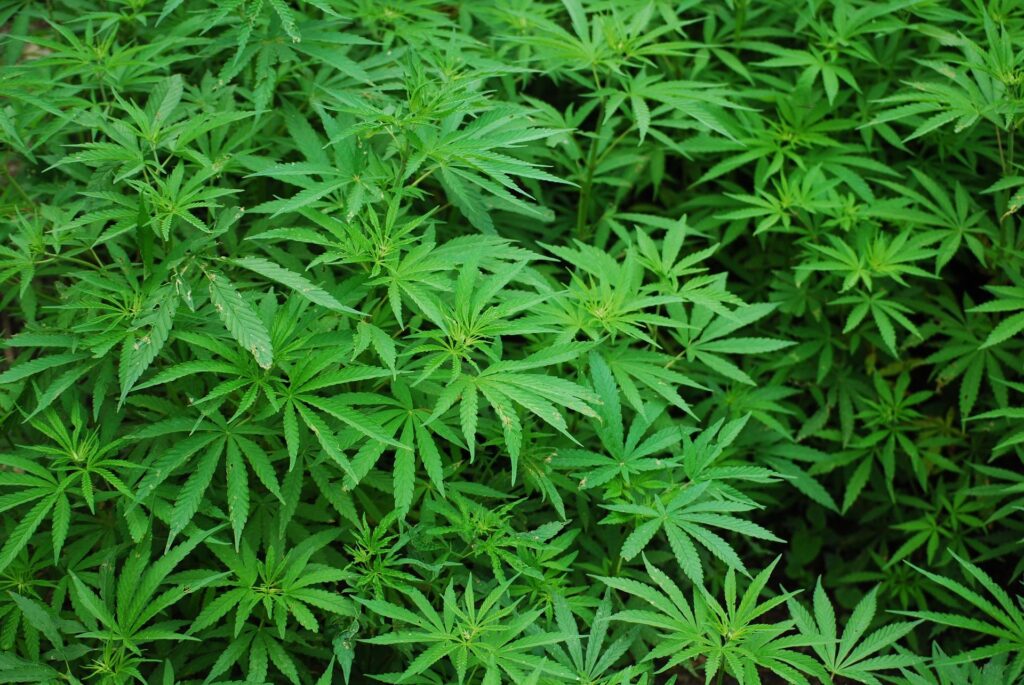 thc zero reddit