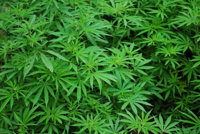 thc zero reddit