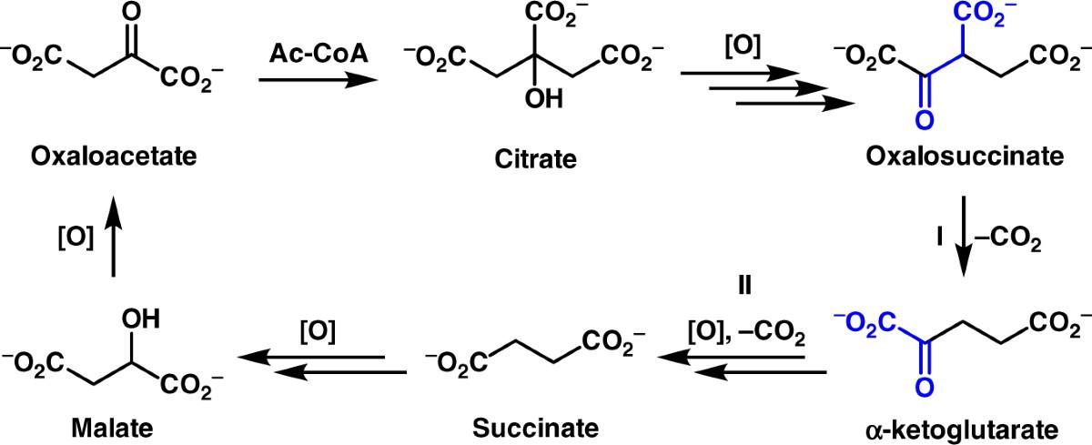 The Role of Decarboxylation in THC Activation