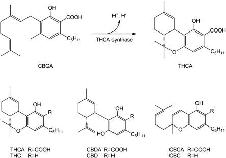 Understanding the Chemical ​Structure of THCA and⁢ THC