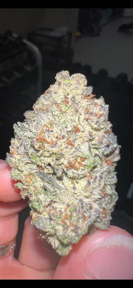Exploring‍ the Allure of Exotic THCA Flower Varieties