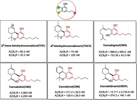 Exploring the Rising‍ Popularity of THC-V on Reddit