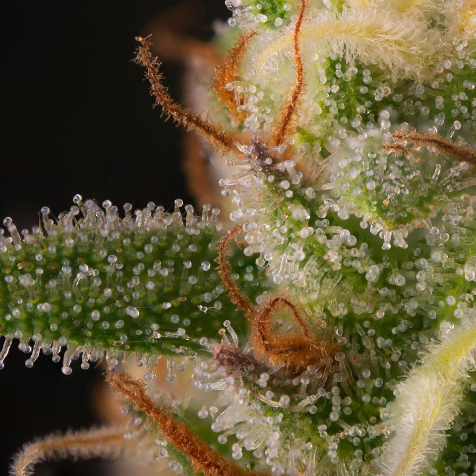 A Deep Dive⁤ into ‍Flavor Profiles and Terpene Preservation