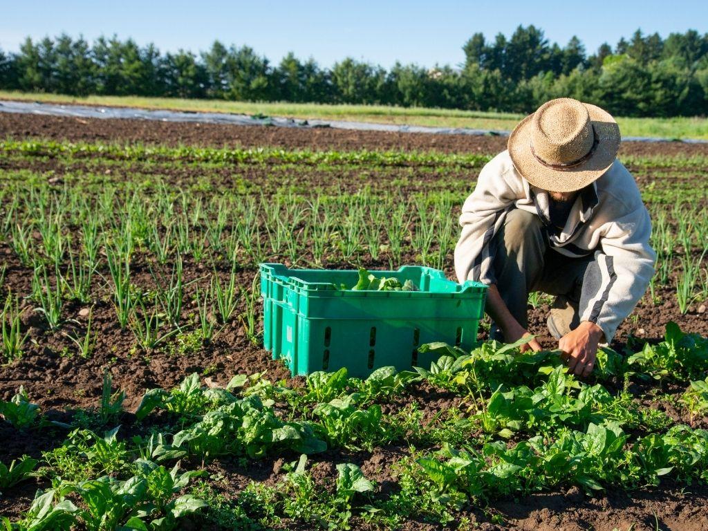 The Benefits of​ Choosing Organic Cultivation Methods