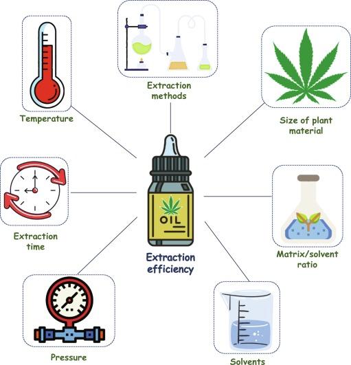 The Extraction Process: From Cannabis to Sugar ‍Sauce