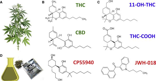 Community Insights: Real-Life Experiences⁢ with THC-V Consumption