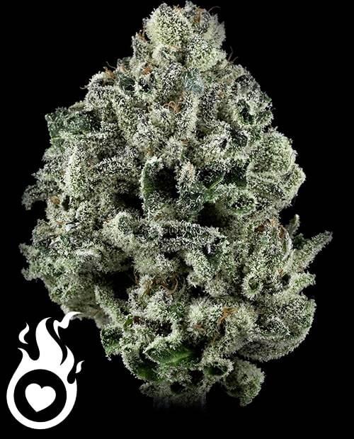 Comparing THCV Flower ‌to Other⁣ Cannabinoids: effects and ⁢Benefits