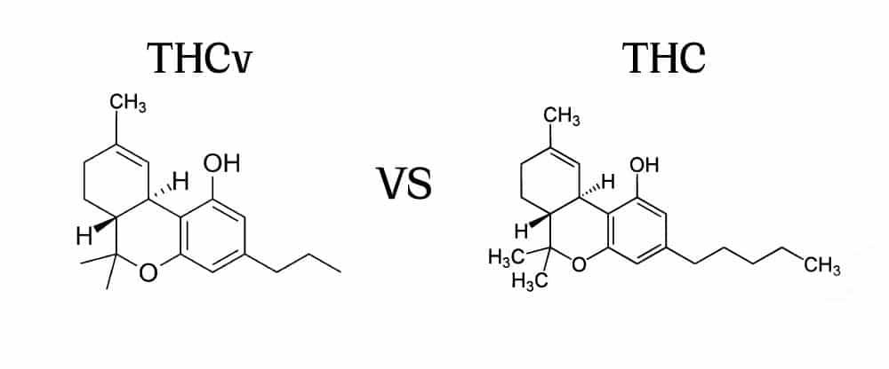 Understanding the Unique Effects and Benefits‌ of THC-V