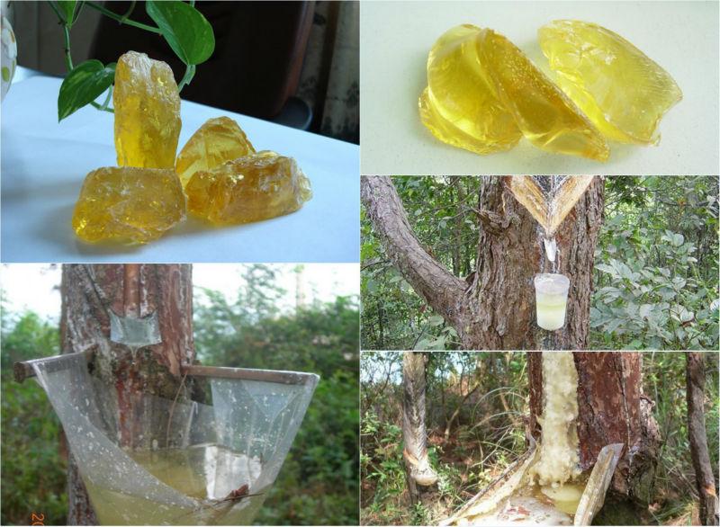 Exploring the ‌Origins and Process of Rosin Production