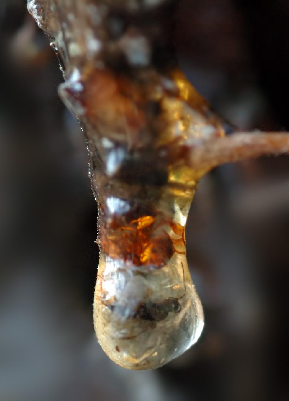 Chemical Composition: Unraveling the distinctions