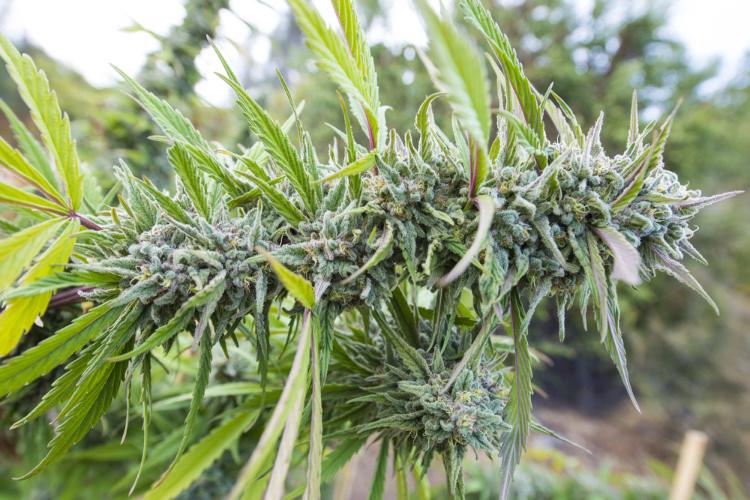 Understanding the Source Material: The role of Fresh Cannabis vs. Dried flower