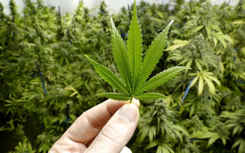 Exploring the Rise of Zaza THC-O Disposable Products