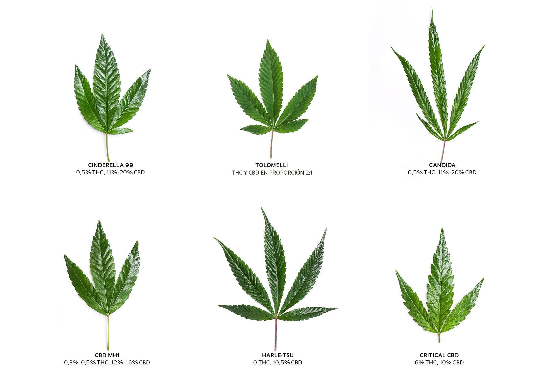 Understanding the Effects of THC-Q on the Human Body