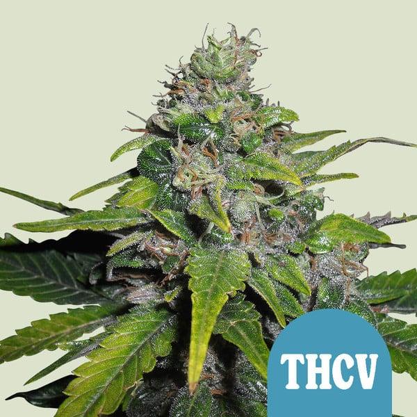 Cultivation and Quality: Tips for Choosing the Best THCV Strains