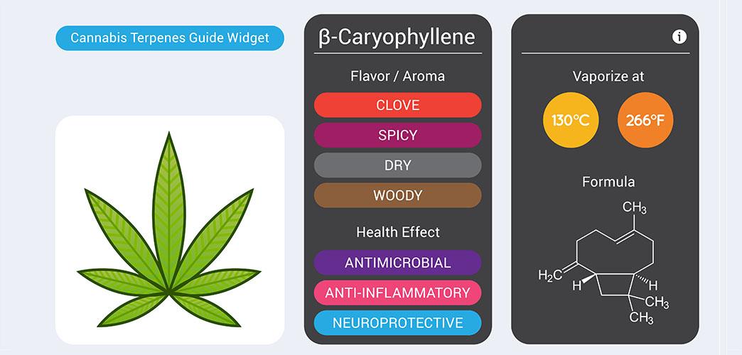 The ⁣Terpene Treasure: Unveiling Flavor Profiles in​ Live ⁤Diamonds