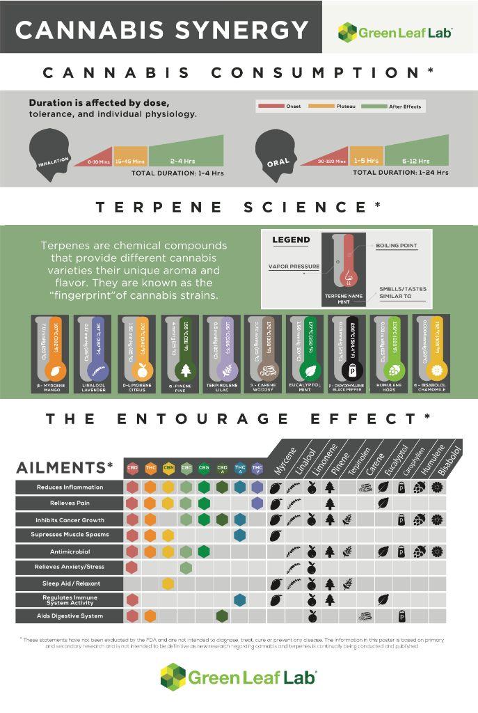 The Unique Flavor Profile: Understanding‍ terpene‍ Synergy