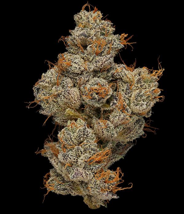 Top Exotic Strains to Experience for THCA Enthusiasts