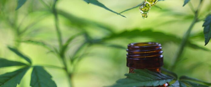 Exploring Puffin THCA Rosin: Nature’s Pure Extract