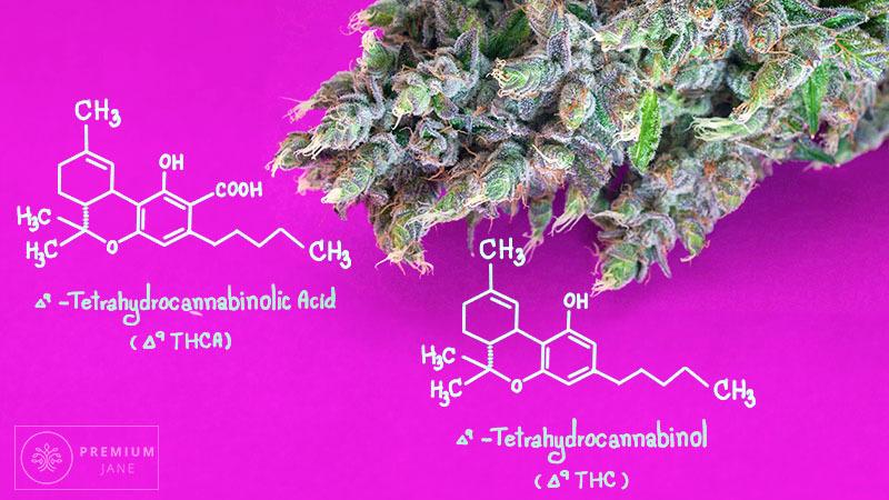THCA vs. Delta-9 THC: Understanding the Key Differences