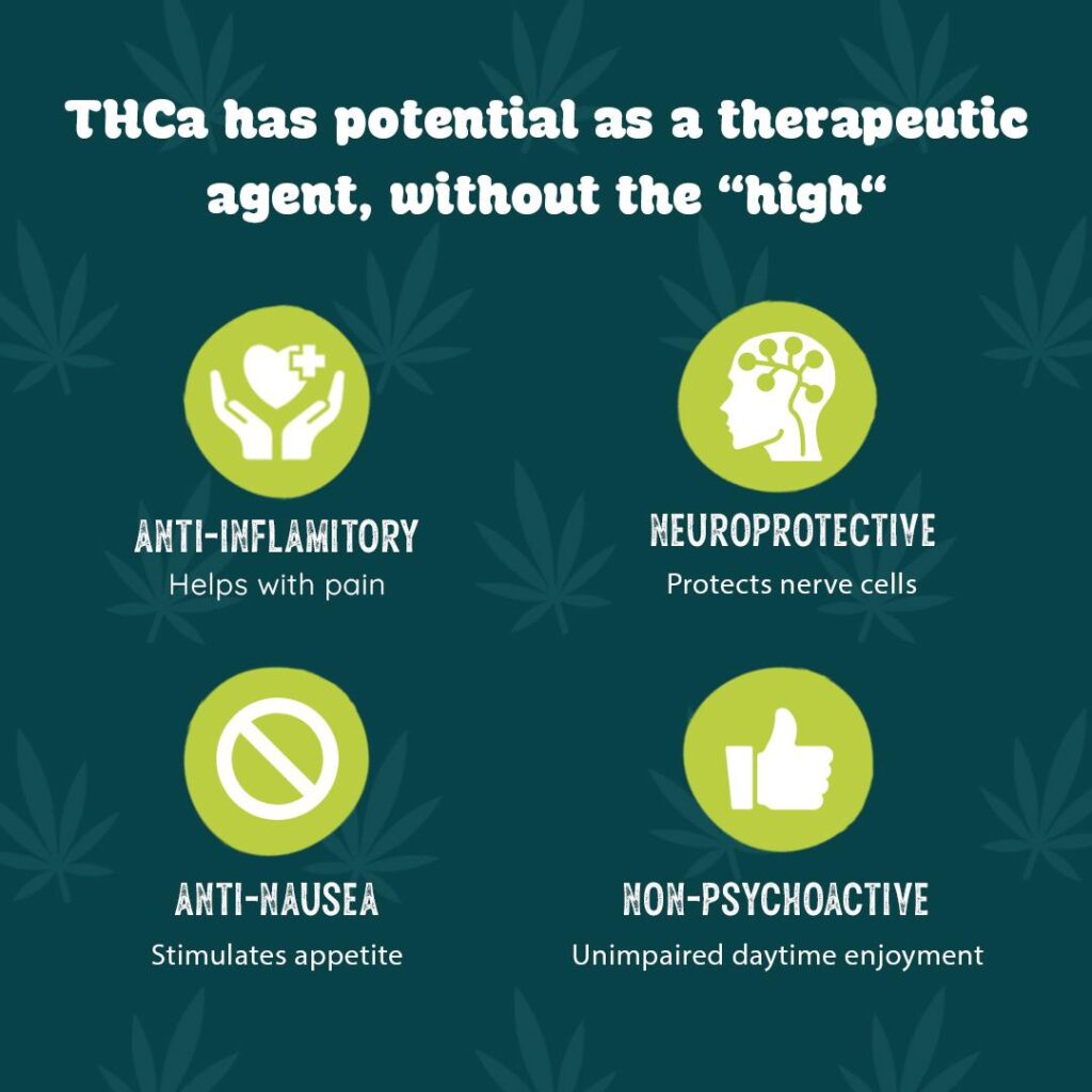 Exploring THCA: Benefits, Drawbacks, and What You Should Know