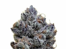 THCA in Australia: Legal Clarity in a Complex Landscape