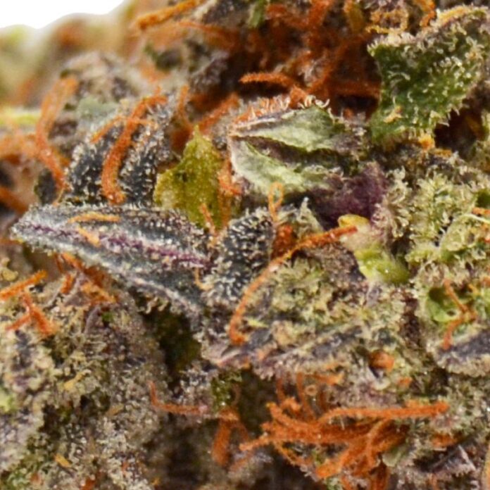 Unveiling THCA: Does It Really Have a Distinct Smell?
