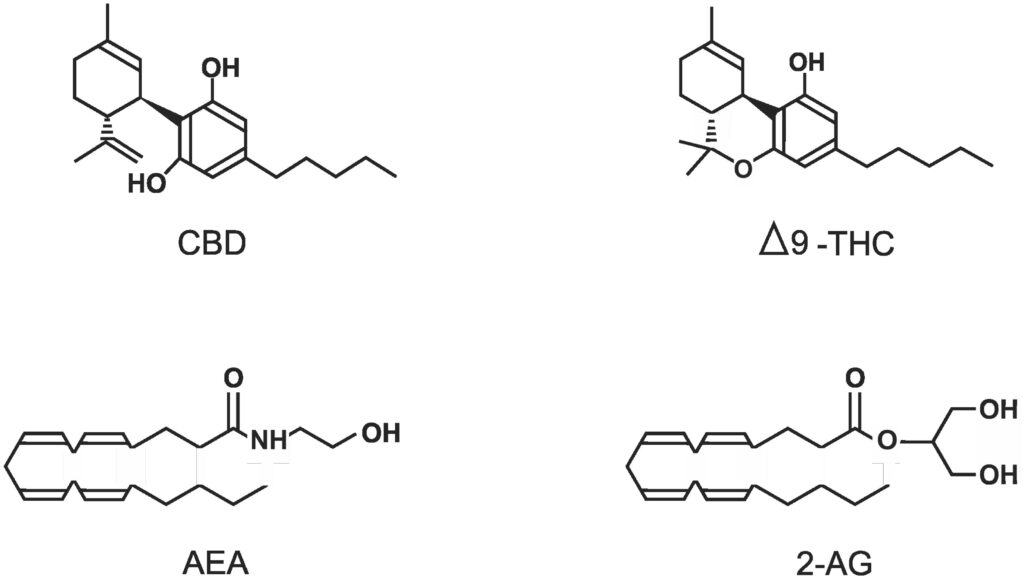 THC vs. D9 THC: Unraveling the Cannabinoid Confusion