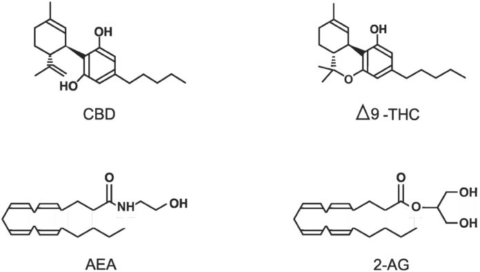 THC vs. D9 THC: Unraveling the Cannabinoid Confusion