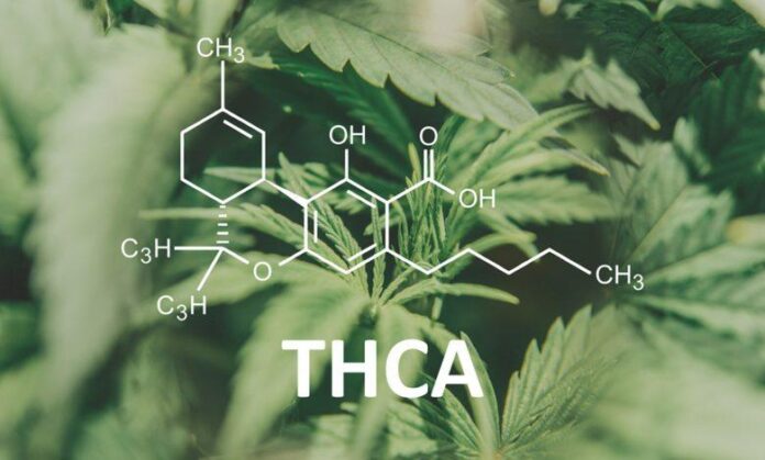 Understanding THCA: Legal Status and Implications Explained