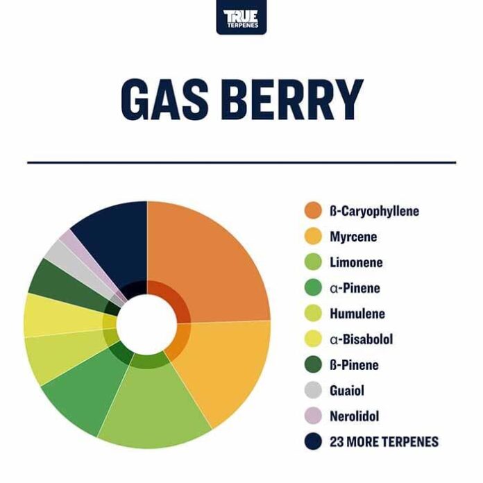 Gassy Terpenes: Rare THCA Strains Customers Love